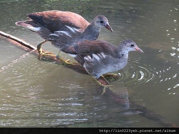 紅冠水雞~幼鳥