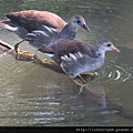 紅冠水雞~幼鳥