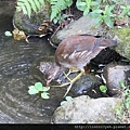 紅冠水雞~幼鳥