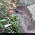 紅冠水雞~幼鳥