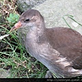 紅冠水雞~幼鳥