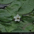 銀蓮花(龍骨瓣莕菜)