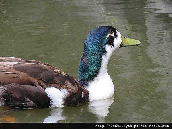 植物園綠頭鴨