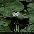 銀蓮花(龍骨瓣莕菜)