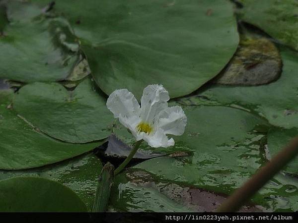 銀蓮花(龍骨瓣莕菜)