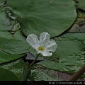 銀蓮花(龍骨瓣莕菜)