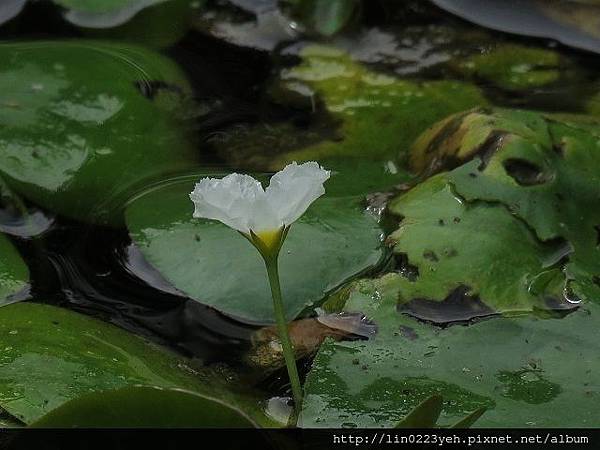 銀蓮花(龍骨瓣莕菜)