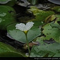 銀蓮花(龍骨瓣莕菜)