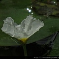 銀蓮花(龍骨瓣莕菜)