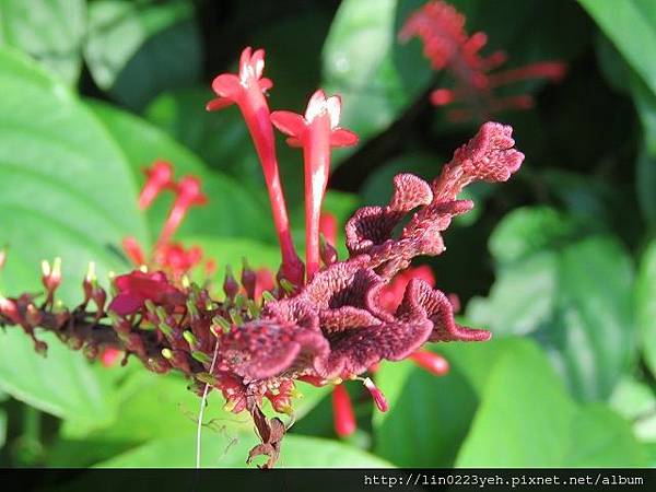 紅樓花