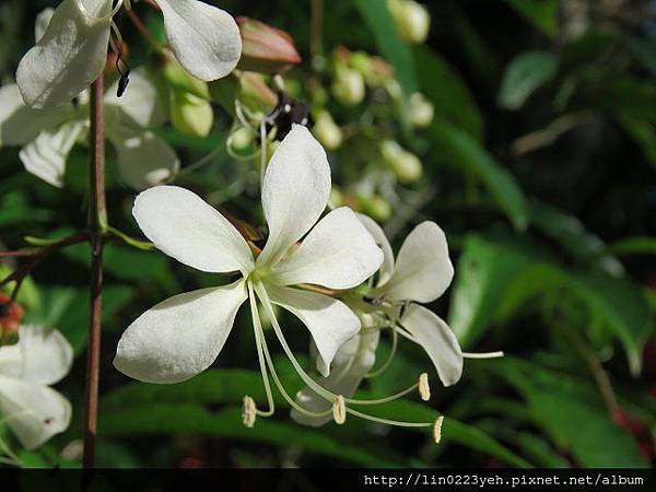 垂茉莉(玉蝶花) 