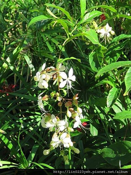 垂茉莉(玉蝶花) 