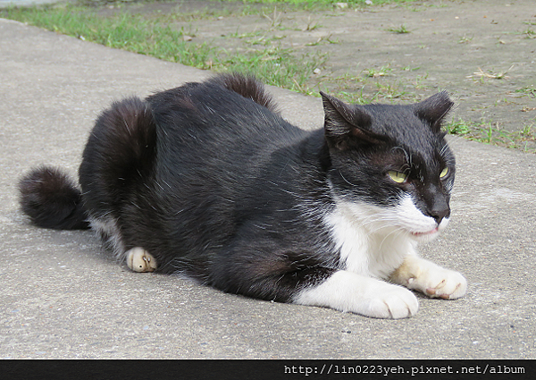 猴硐(貓村)~貓咪寫真之二