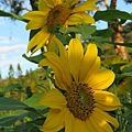 向日葵 (太陽花)