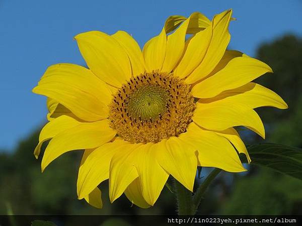 向日葵 (太陽花)