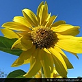 向日葵 (太陽花)