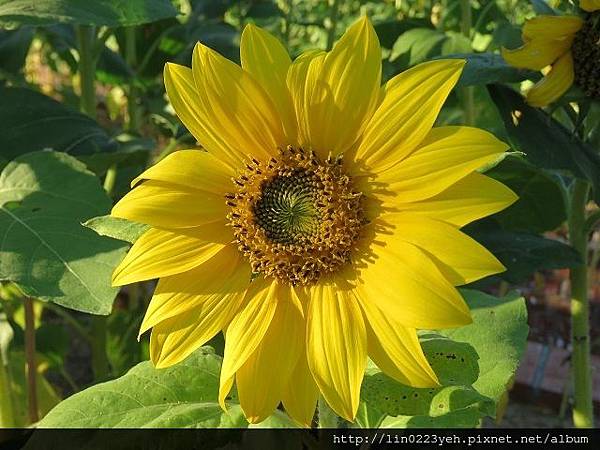 向日葵 (太陽花)