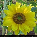 向日葵 (太陽花)