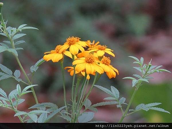 芳香萬壽菊.JPG