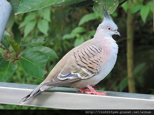 澳洲冠鳩