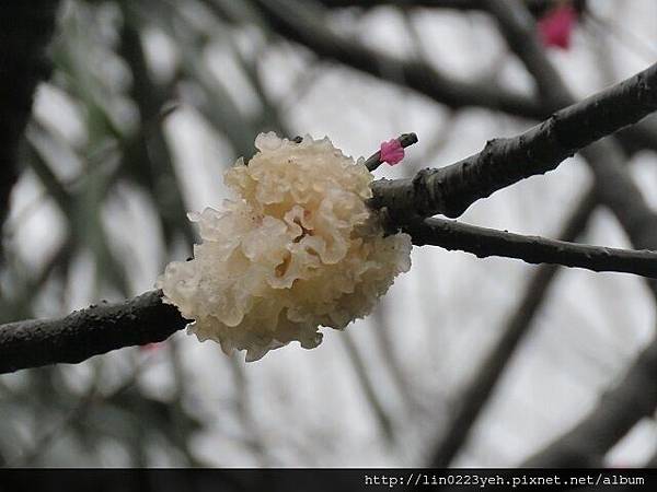 2017-2-26~三芝櫻花 樹枝上的~白木耳