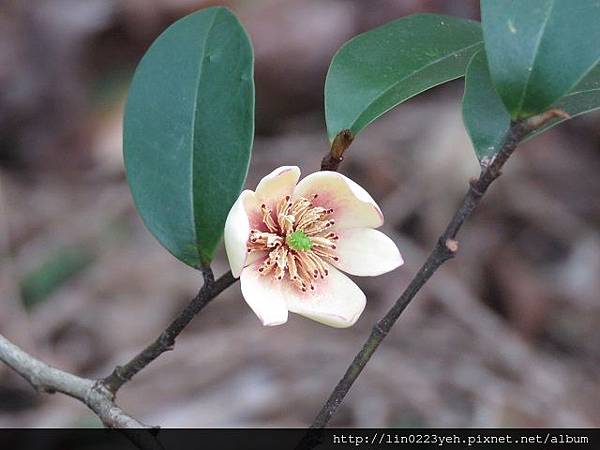 含笑花