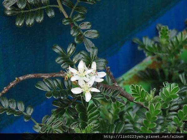 小石積(薔薇科)