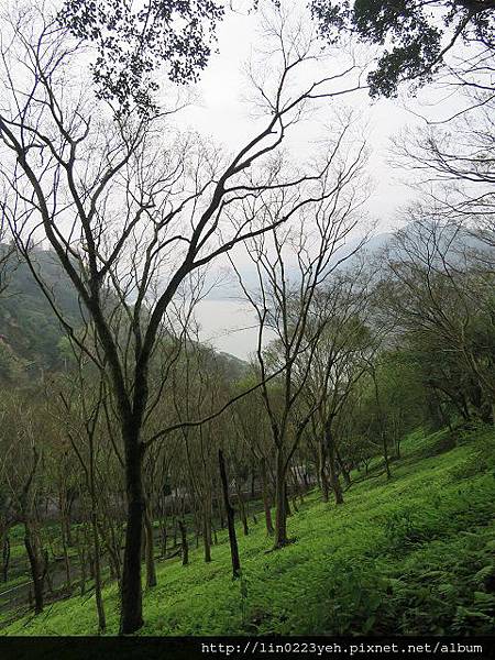 石門水庫(槭林公園) 