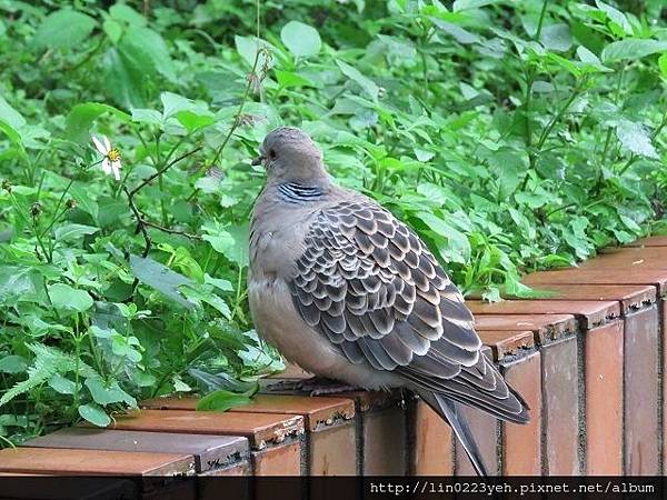 金背鳩