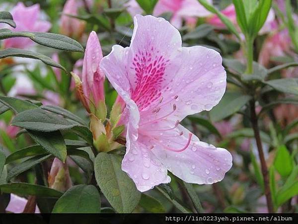 溪洲公園 ~杜鵑花