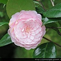 茶花