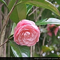 茶花