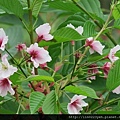 櫻花