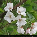 櫻花