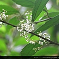 台灣山桂花