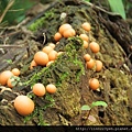 粉瘤黏菌