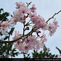 櫻花 