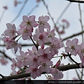 櫻花 