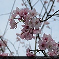 櫻花 