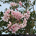 櫻花 