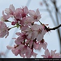 櫻花 