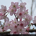 櫻花 