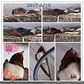 燕子孵蛋～（2017-6/8～6/24）