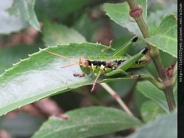 富士坪古道~隨拍