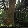三號巨木(紅檜26公尺)