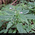 棣慕華鳳仙花(觀霧之花)