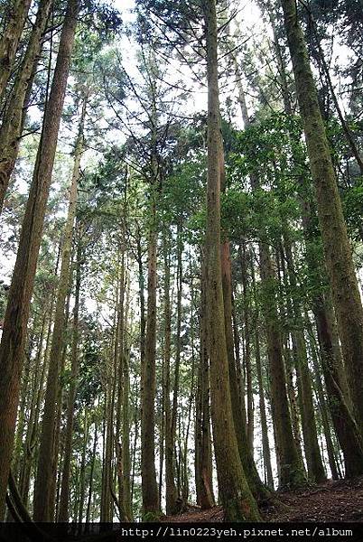 樂山林道~隨拍