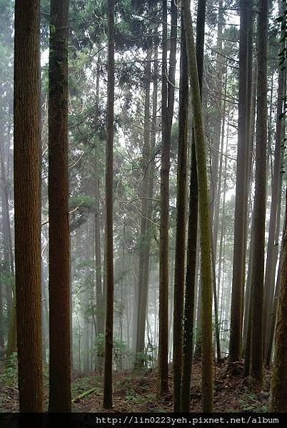 樂山林道~隨拍