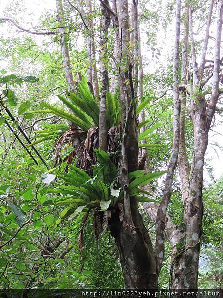 滿月圓國家森林遊樂區~隨拍