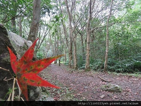 滿月圓國家森林遊樂區~隨拍